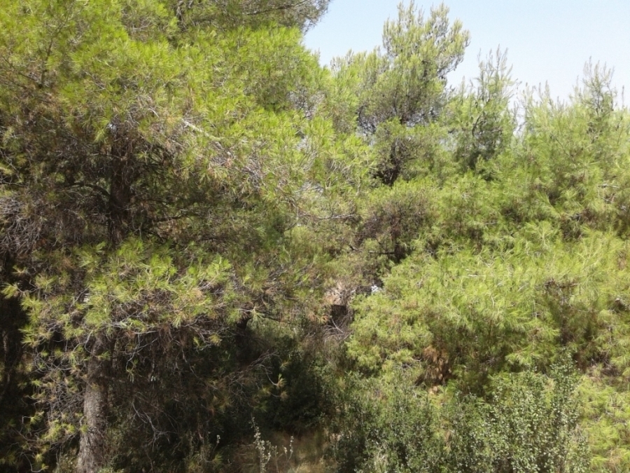 (For Sale) Land Plot || Athens Center/Chalkidona - 209 Sq.m, 250.000€ 
