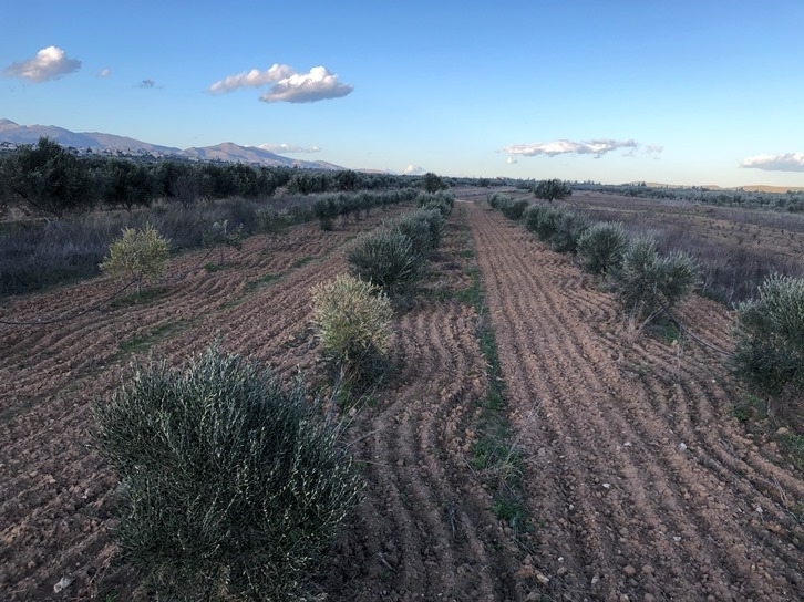 (For Sale) Land Agricultural Land  || East Attica/Paiania - 2.500 Sq.m, 25.000€ 